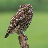 Little owls